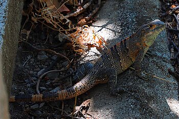 Ein Schwarzleguan im Nationalpark Rincón de la Vieja