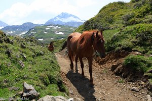 Pferde auf der Silberenalp