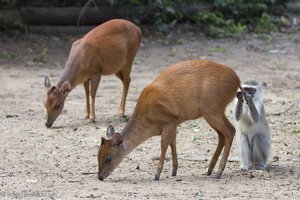 Ducker und Affe beim Bhangazi Bushcamp bei St. Lucia