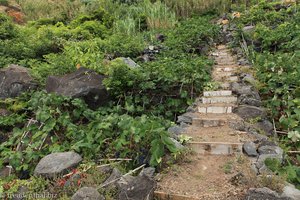 Wanderung durch alte Rebstöcke auf Sao Miguel