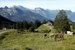 Rinder bei Alp Looch