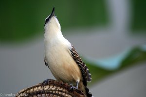 Vogel beim Hotel Giada