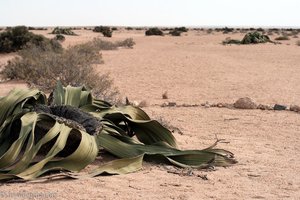 Welwitschia mirabilis nahe Swakopmund