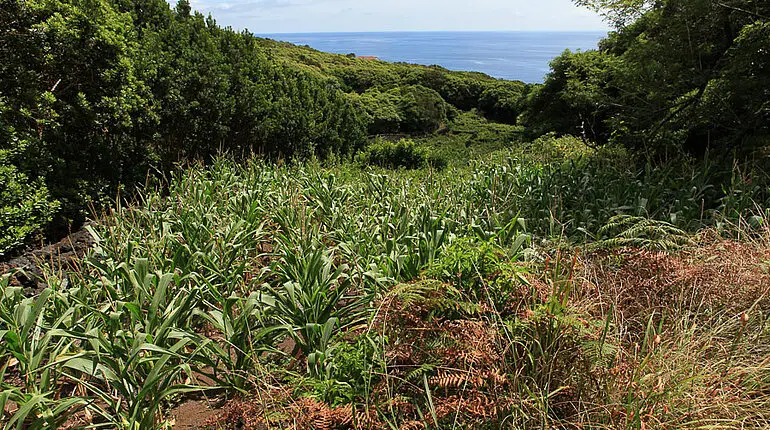 Maisfeld zwischen Manhenha und Piedade | Ponta da Ilha