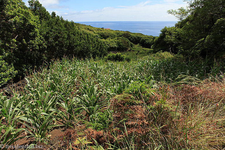 Maisfeld zwischen Manhenha und Piedade | Ponta da Ilha