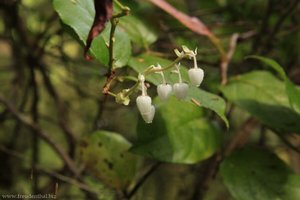 Shallon-Scheinbeere, Hohe Rebhuhnbeere oder Salal