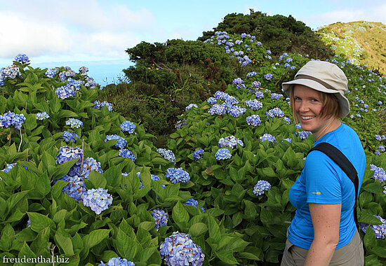 Wanderin vor Hortensien auf der Azoreninsel Faial