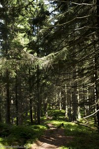 Im Wald beim Edelsberg im Allgäu