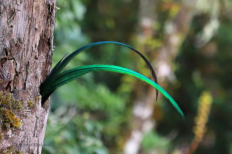 Eine verräterische Schwanzfeder schaut aus dem Quetzal-Nest