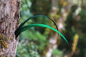Eine verräterische Schwanzfeder schaut aus dem Quetzal-Nest