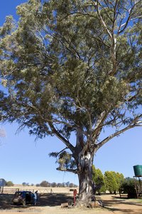 großer Baum der Tierfontein Farm beim Vredefort Dome