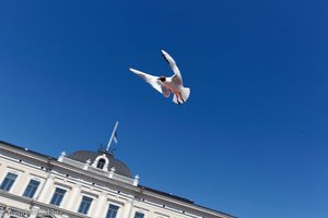 Möwe auf Beutezug auf dem Markt am Südhafen