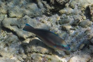 Papageienfisch an der Punta Brava bei den Islas del Rosario