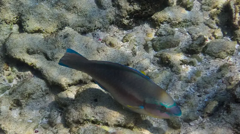 Papageienfisch an der Punta Brava bei den Islas del Rosario