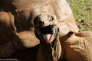 Riesenschildkröte Mauritius