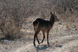 »Zielscheibenarsch-Antilope«