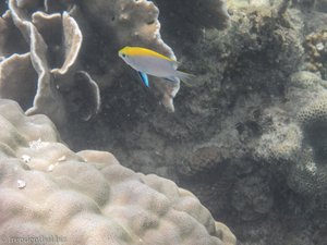 Korallenfisch (?) vor Borneo