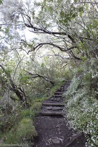 Wanderweg zum Piton des Neiges