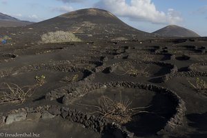 Lanzarote Wein bei La Gería