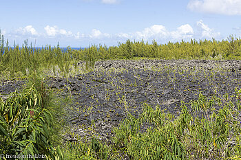 karge Vegetation auf dem Lavafeld des Ausbruchs 2001 beim Grand Brûlé