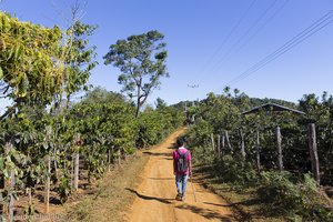 beim Trekking auf dem Bolaven-Plateau