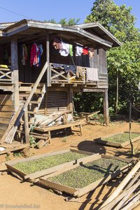 typische Kaffeefarm auf dem Bolaven-Plateau