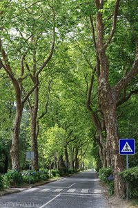 Allee am Lagoa das Furnas