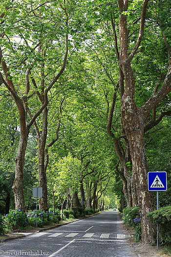 Allee am Lagoa das Furnas