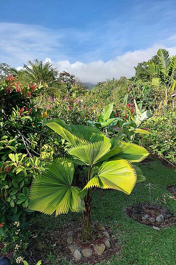 Im grünen Garten bei La Fortuna