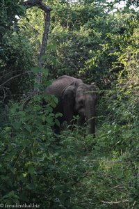 Hurra, ein Elefant lässt sich blicken.