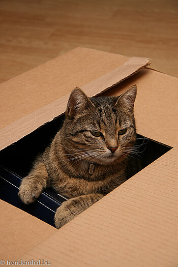 lieber mit dem Karton spielen...