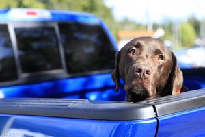 Hund auf einem Pick up in Tofino