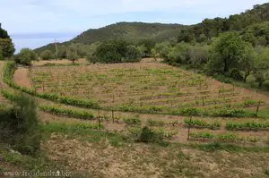 Weinanbau oberhalb von Banyalbufar