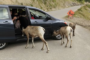 Achtung: die Bergziegen hüpfen auch ins Auto hinein