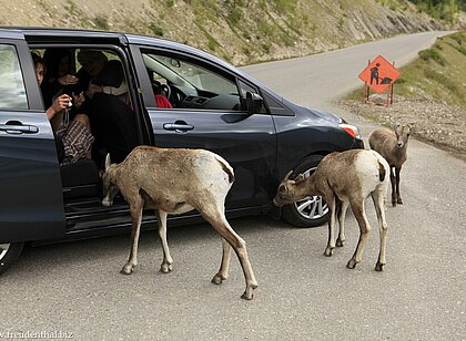 Bergziegen bei einem Auto am Medicine Lake