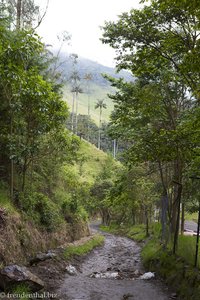 Der Weg ins Cocora-Tal ist noch etwas matschig.