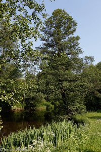 schöne Naturabschnitte findet man entlang der Akerselva bei Oslo