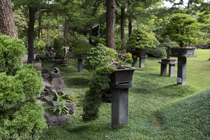 Im Bonsai-Garten des Exotic Hallim Parks