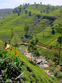 Damro Labookellie Tea Centre and Tea garden