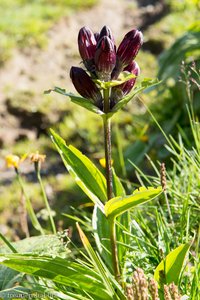 Purpur-Enzian (Gentiana purpurea)