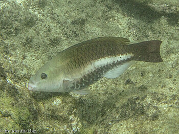 Angel Reef - Schnorcheln bei Goat Island