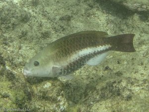 Angel Reef - Schnorcheln bei Goat Island