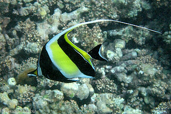 Halfterfisch (Zanclus cornutus)