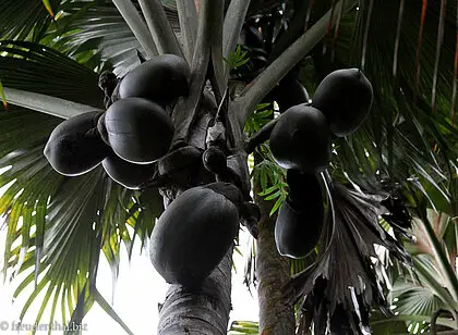Coco de Mer im Maital