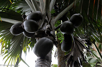 Coco de Mer im Maital