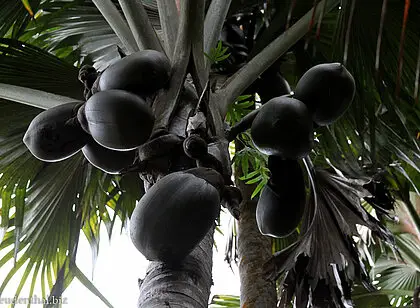 Coco de Mer im Maital