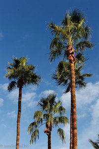 Palmen in Scottsdale