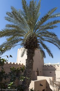 Palme im Innenhof des Taqah Castle im Oman