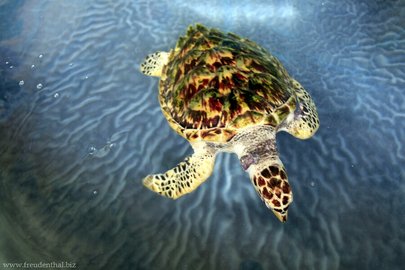 Echte Karettschildkröte (Eretmochelys imbricata)