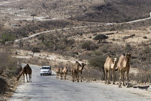 Kamele auf der Straße zum Ayn Athum im Oman
